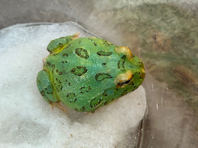 オススメ‼可愛いカエルちゃん🐸✨ ＆ ✨GWセール開催中です✨