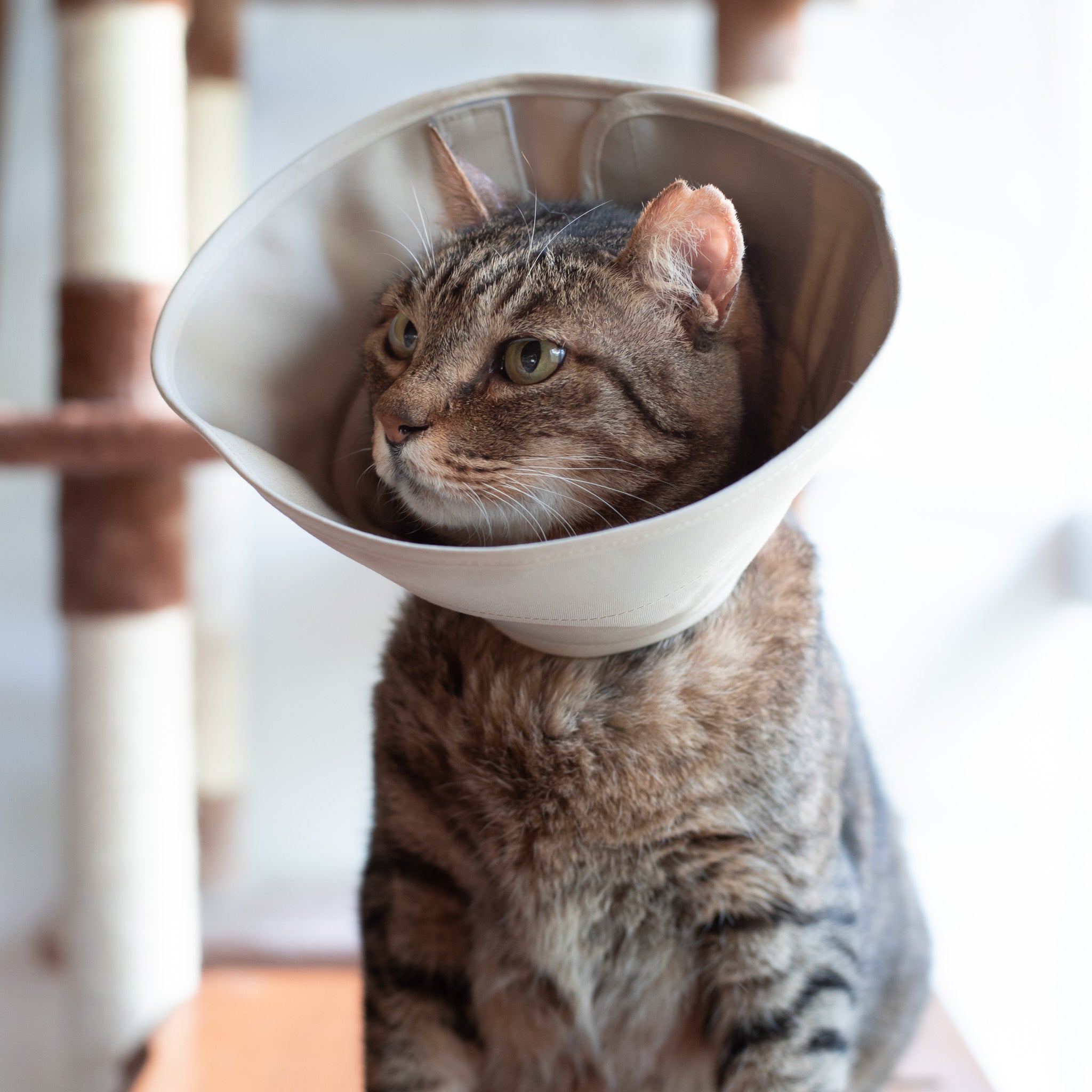 軽くて柔らかい猫用エリザベスカラー 傷口が見えにくいタイプ｜ぽぽ