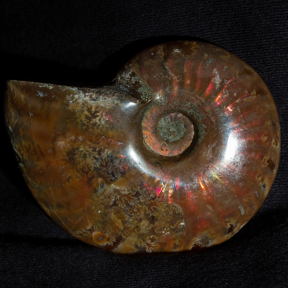 アンモナイトセット001｜恐竜・化石グッズの専門店 ふぉっしる