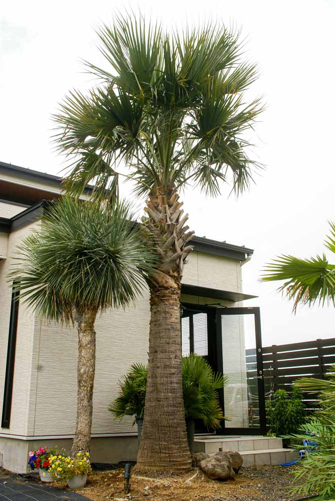 お取扱い商品 | Palmshop1184 | 埼玉県深谷市でヤシの木販売