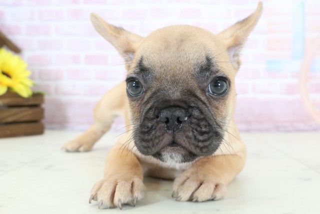 フレンチブルドッグの子犬（オス♂） 大分店｜ペットショップCoo＆RIKU