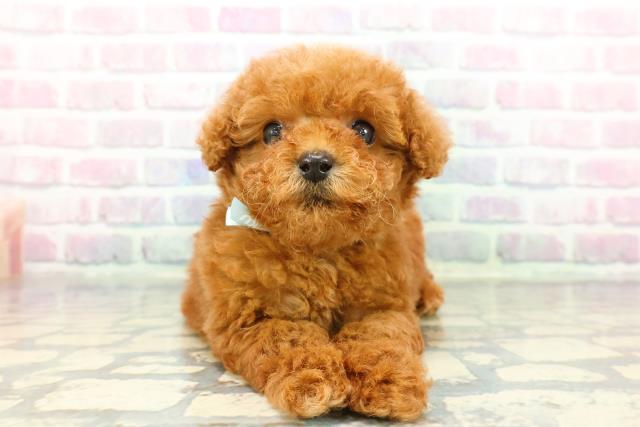 トイ・プードルの子犬（オス♂） 会津若松店｜ペットショップCoo＆RIKU