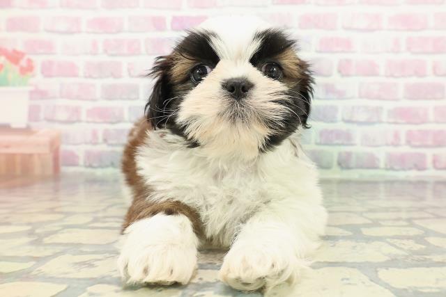 シーズーの子犬（オス♂） 松本店｜ペットショップCoo＆RIKU