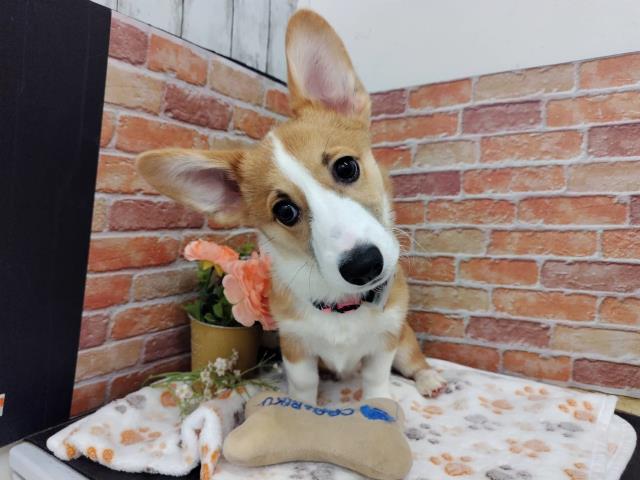 ウェルシュ・コーギー・ペンブロークの子犬（メス♀） 京都店｜ペット