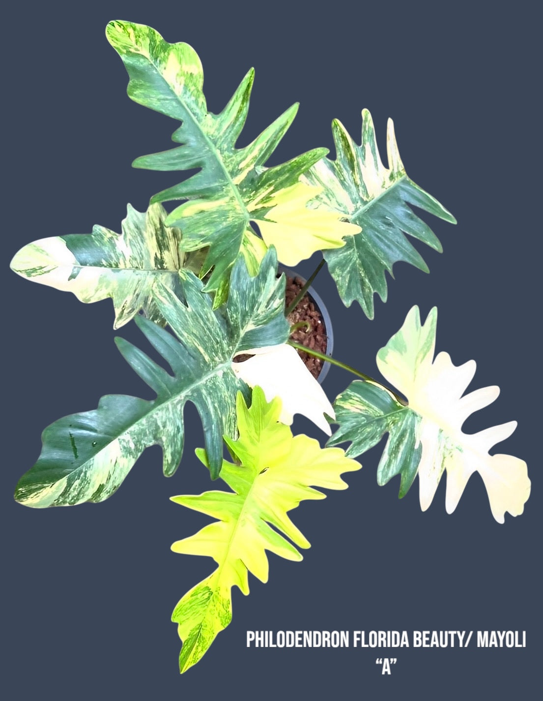 Philodendron Florida Beauty x Mayoi – Plant Vault