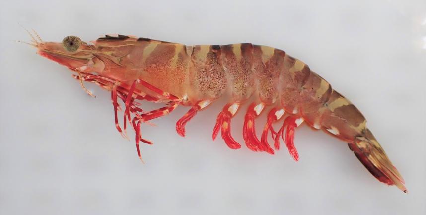 東京湾産クマエビの種苗生産に東日本で初めて成功 - 神奈川県ホームページ