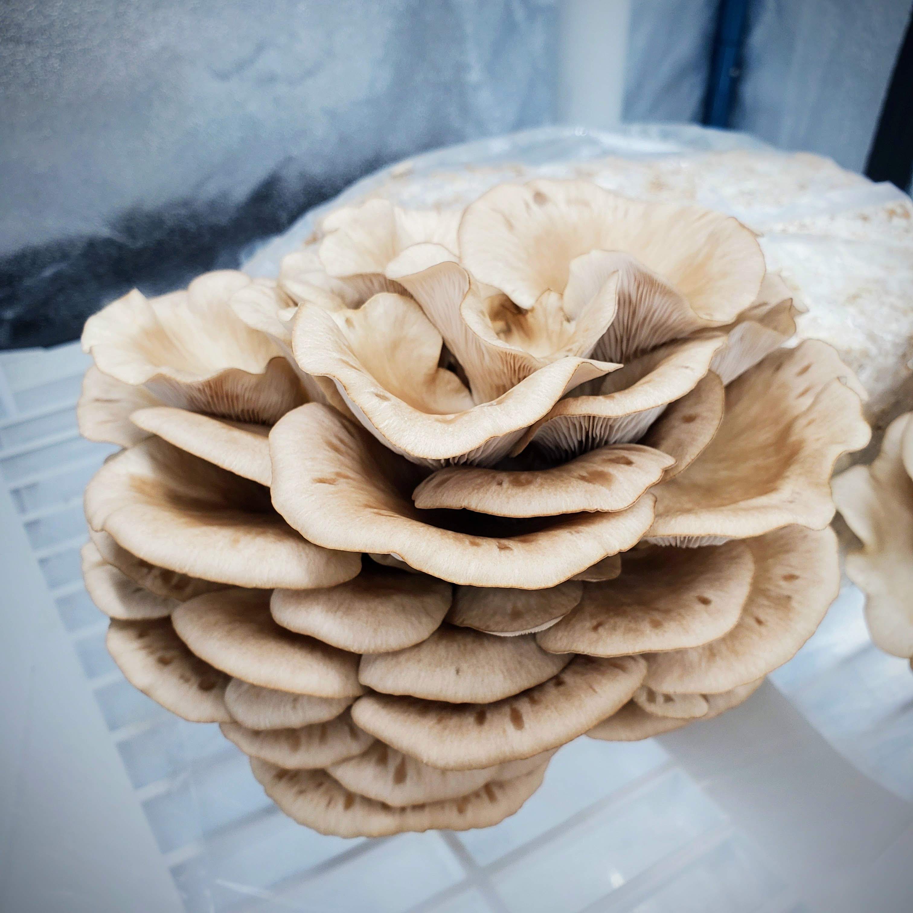 Arizona Oyster Mushroom Pleurotus pulmonarius – Prime Fungi