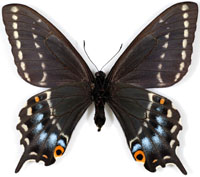 アゲハチョウ族のページ：リスト1