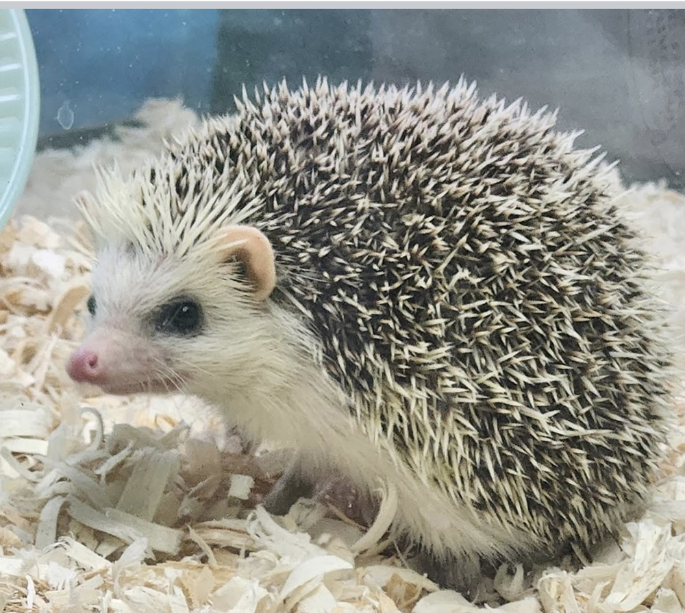 The Four Toed Hedgehog – THE ROCKAWAY TIMES
