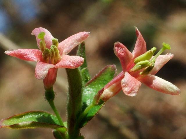 ミヤマウグイスカグラ