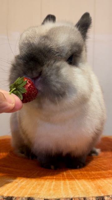 苺を食べるうさぎあるある | うさぎ専門店RABBITSラビッツ