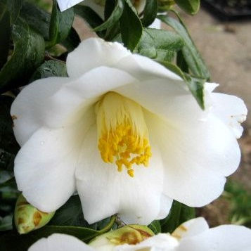 楽天市場】椿（ツバキ） 姫白雪(ヒメシラユキ) 4号苗 (g07-2) : 千草園芸