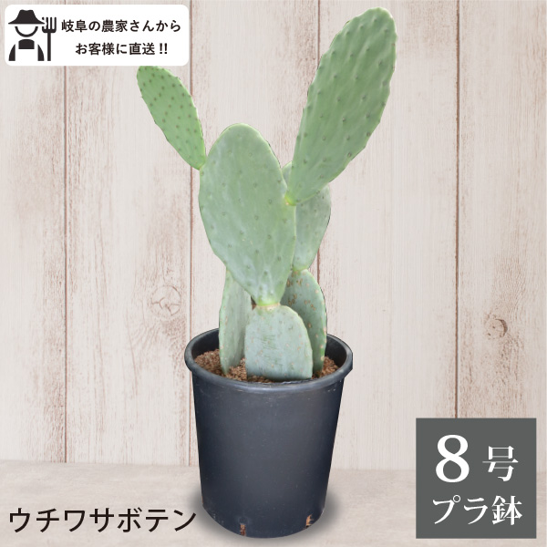 楽天市場】王冠竜 オウカンリュウ サボテン フェロカクタス 7号鉢 セラ