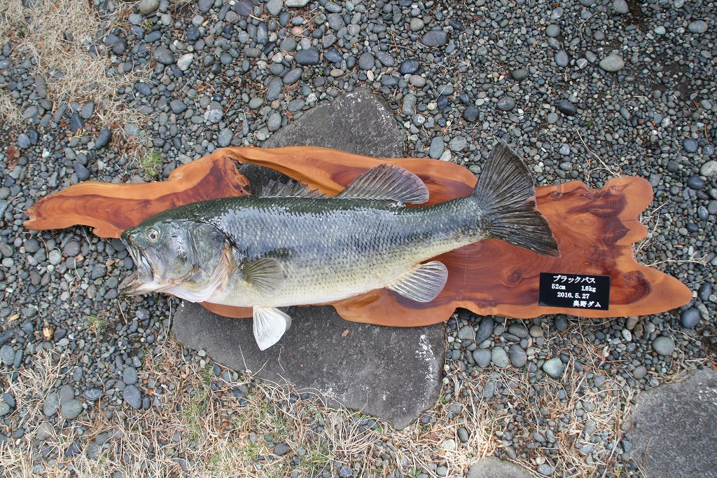 魚類剥製工房＜リアルアート岩井＞