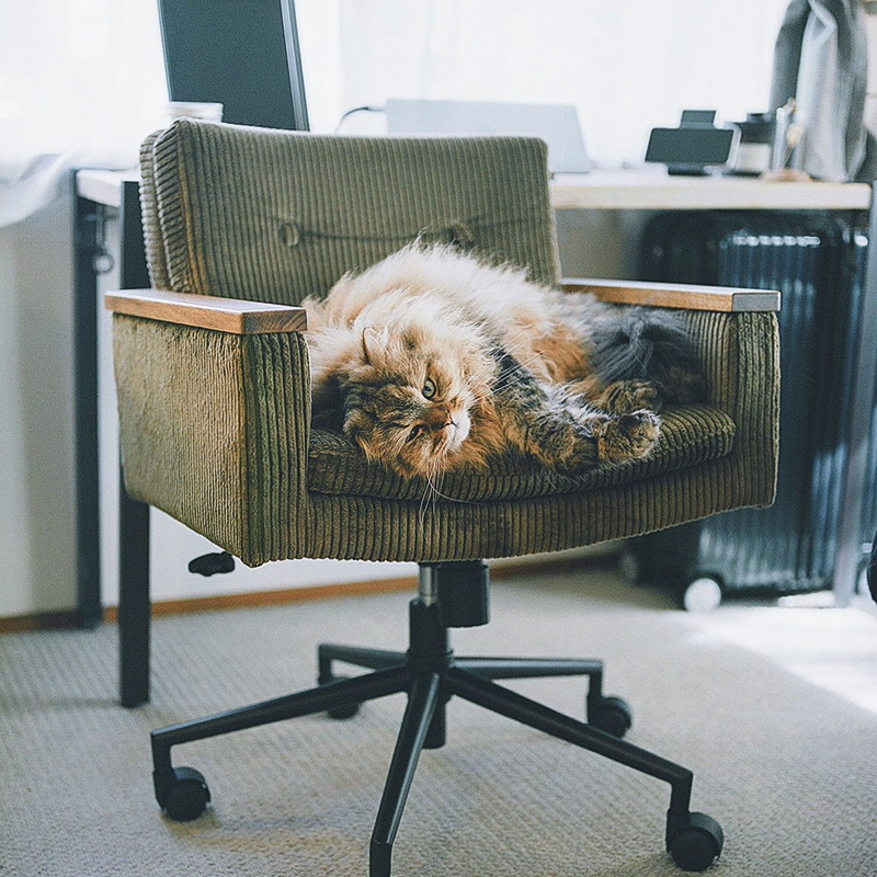 猫と暮らす-vol.2 猫と過ごすあたたかな日常を覗いてみました ｜家具