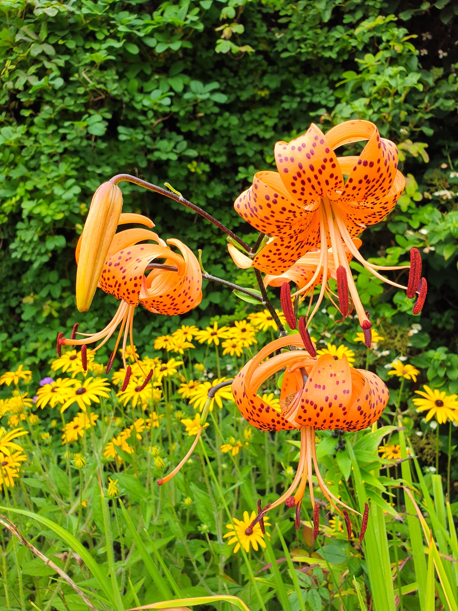 Phalaenopsis Monterey Dark Imperial Orchid Potting Mix – rePotme