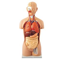 人体解剖模型（トルソー型） AL－16【りかなび】ケニス株式会社