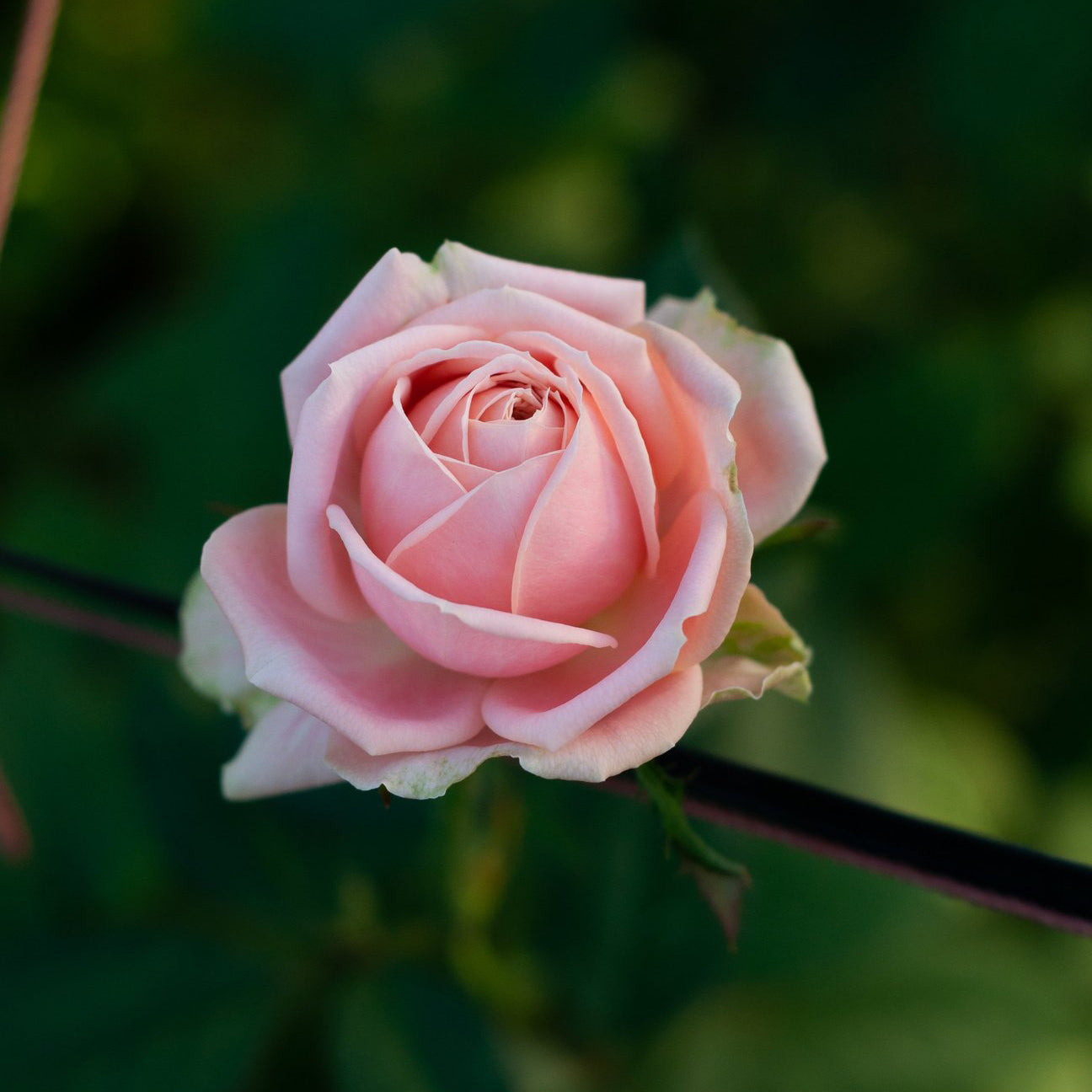 わばら図鑑 – WABARA online store