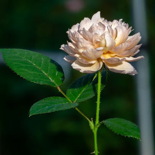 わばら図鑑 – WABARA online store