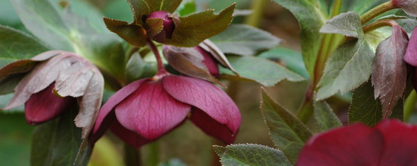 クリスマスローズの種と花苗 開花株 産直通信販売専門店 卸売りと直営