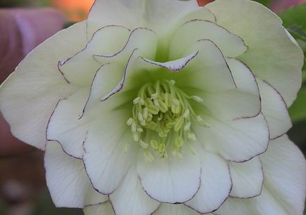 究極のクリスマスローズ 糸ピコティダークネクタリー＆糸ピコティダブル