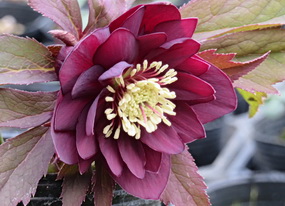 クリスマスローズの産直販売 開花株 2026年 直売日カレンダー