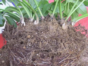 クリスマスローズハイブリットの株分け方法