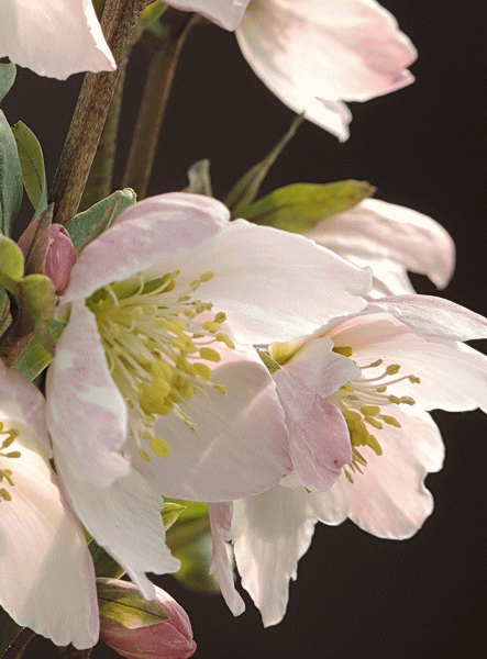 オリジナルクリスマスローズ 絹