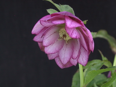 クリスマスローズ ダブル（八重） 種 通信販売 ＞ クリスマスローズ