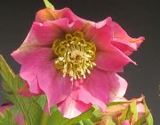 クリスマスローズ ダブル シングル 開花株セレクト 販売