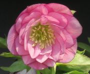 クリスマスローズ ダブル シングル 開花株セレクト 販売