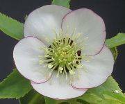 クリスマスローズ ダブル シングル 開花株セレクト 販売