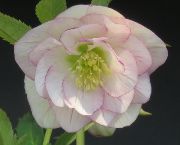 クリスマスローズ ダブル シングル 開花株セレクト 販売