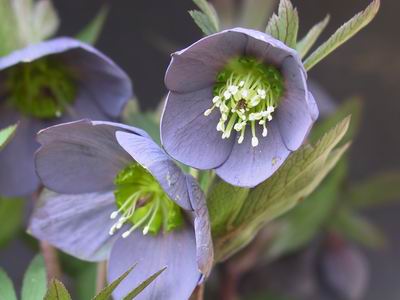 クリスマスローズ シングル（一重） 苗 販売 ＞ クリスマスローズ