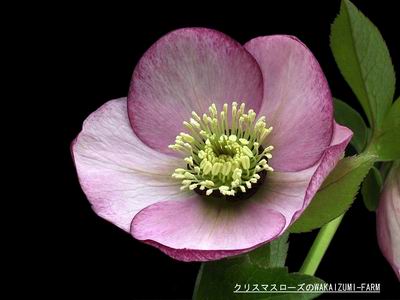 クリスマスローズ シングル（一重） 種 通信販売 ＞ クリスマスローズ