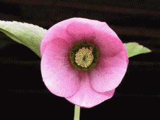 クリスマスローズの花ステージ・種・蕾・花