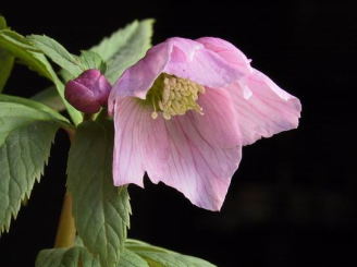 クリスマスローズ 実生チベタヌス