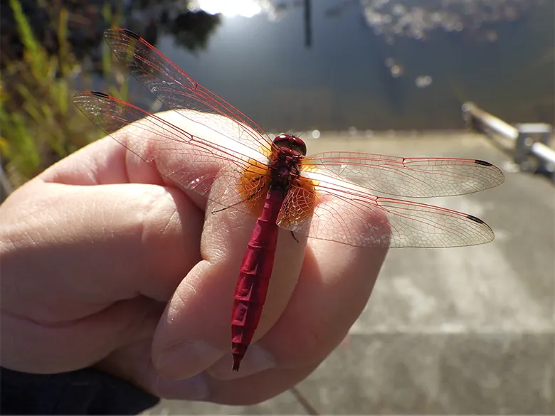トンボと歩んだ40年～四万十市トンボ自然公園 ｜WWFジャパン