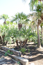 シンボルツリーの販売（ヤシ・ドラセナ・屋内高木）｜東和ランドテック