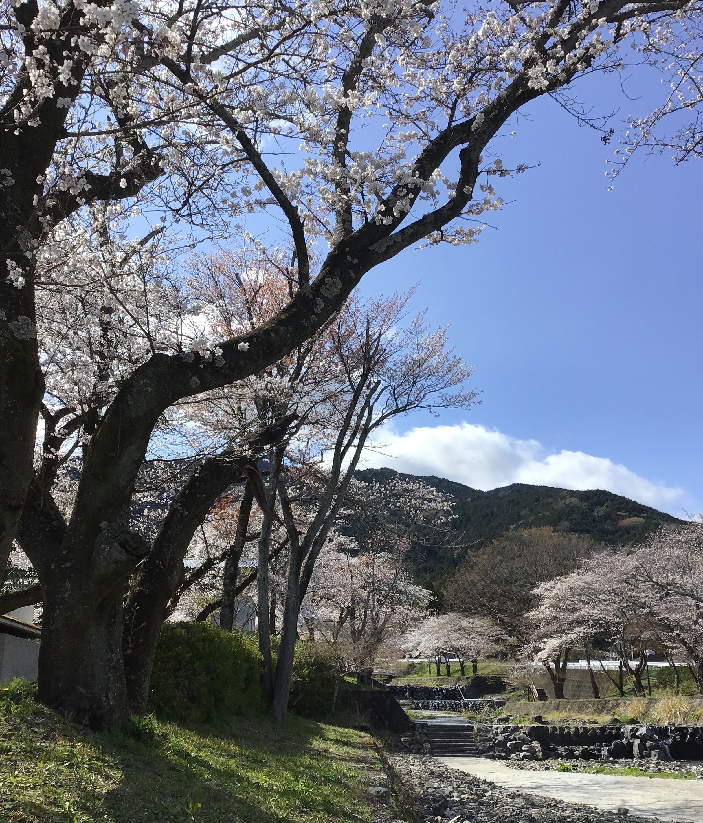 大津谷公園 さくら開花情報 | 岐阜県揖斐郡池田町