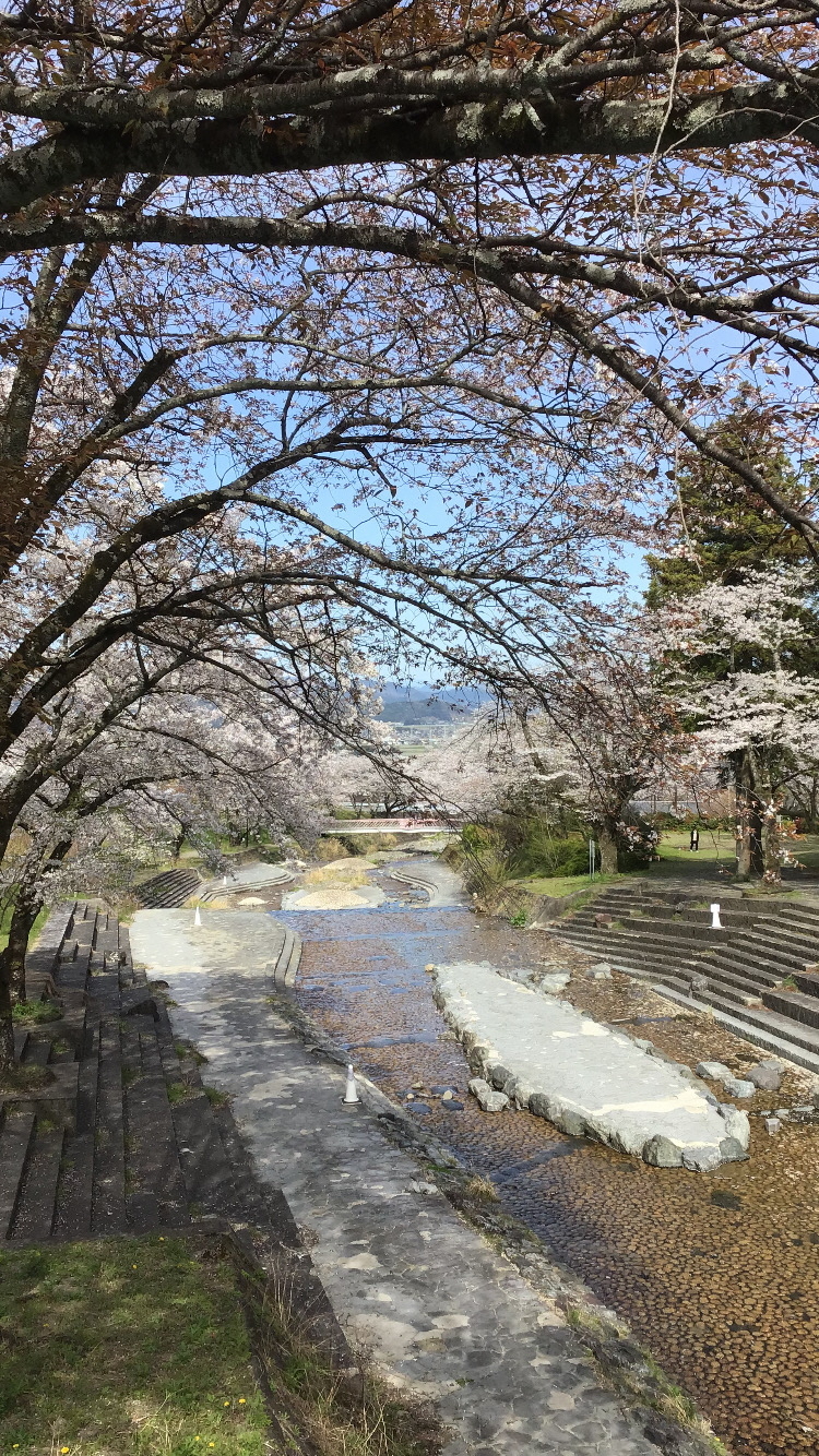 大津谷公園 さくら開花情報 | 岐阜県揖斐郡池田町