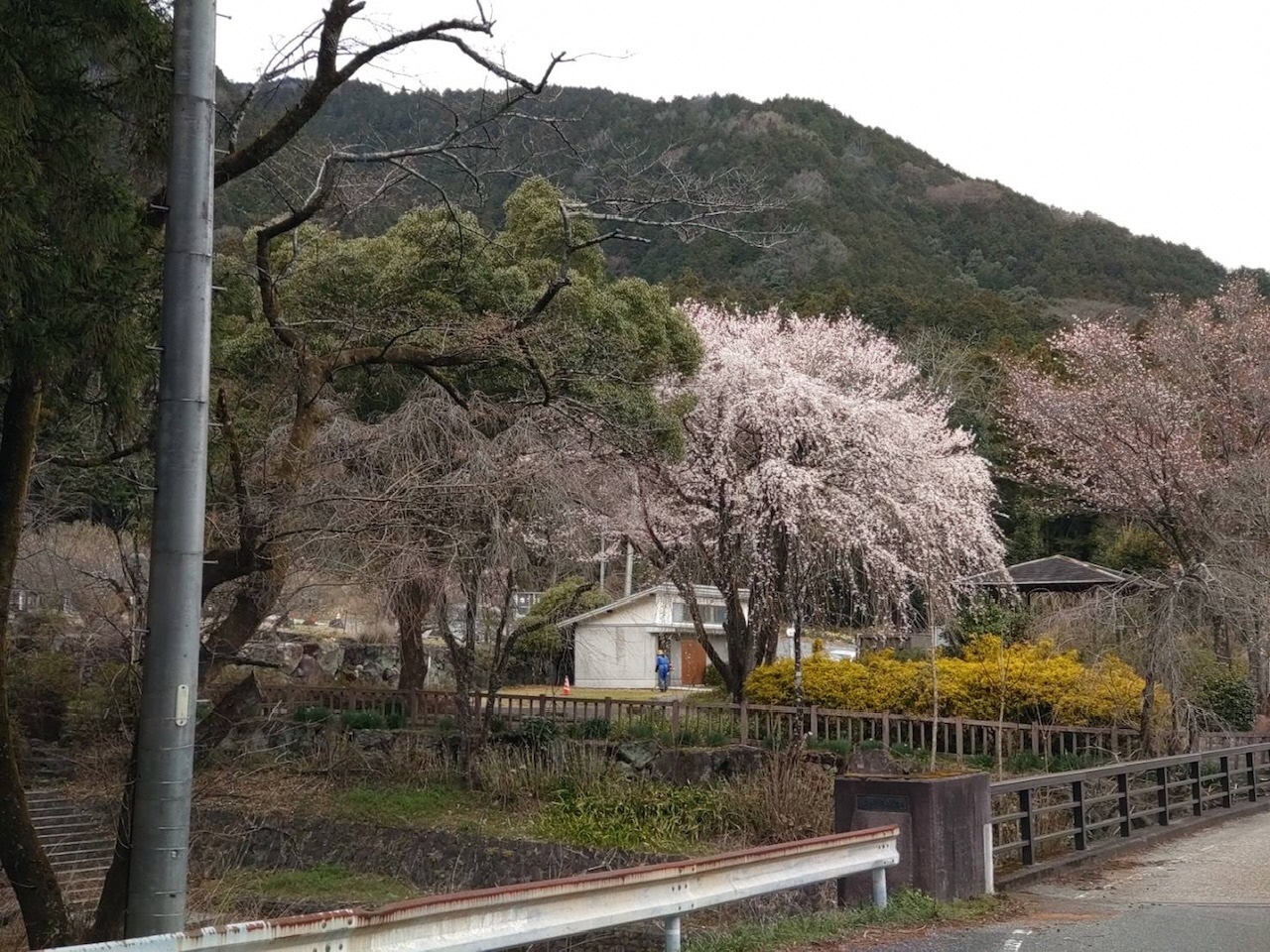 大津谷公園 さくら開花情報 | 岐阜県揖斐郡池田町