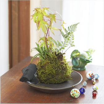 杉 盆栽 屋久島杉｜東京盆栽｜a-masa-103jyoumonsugi2011