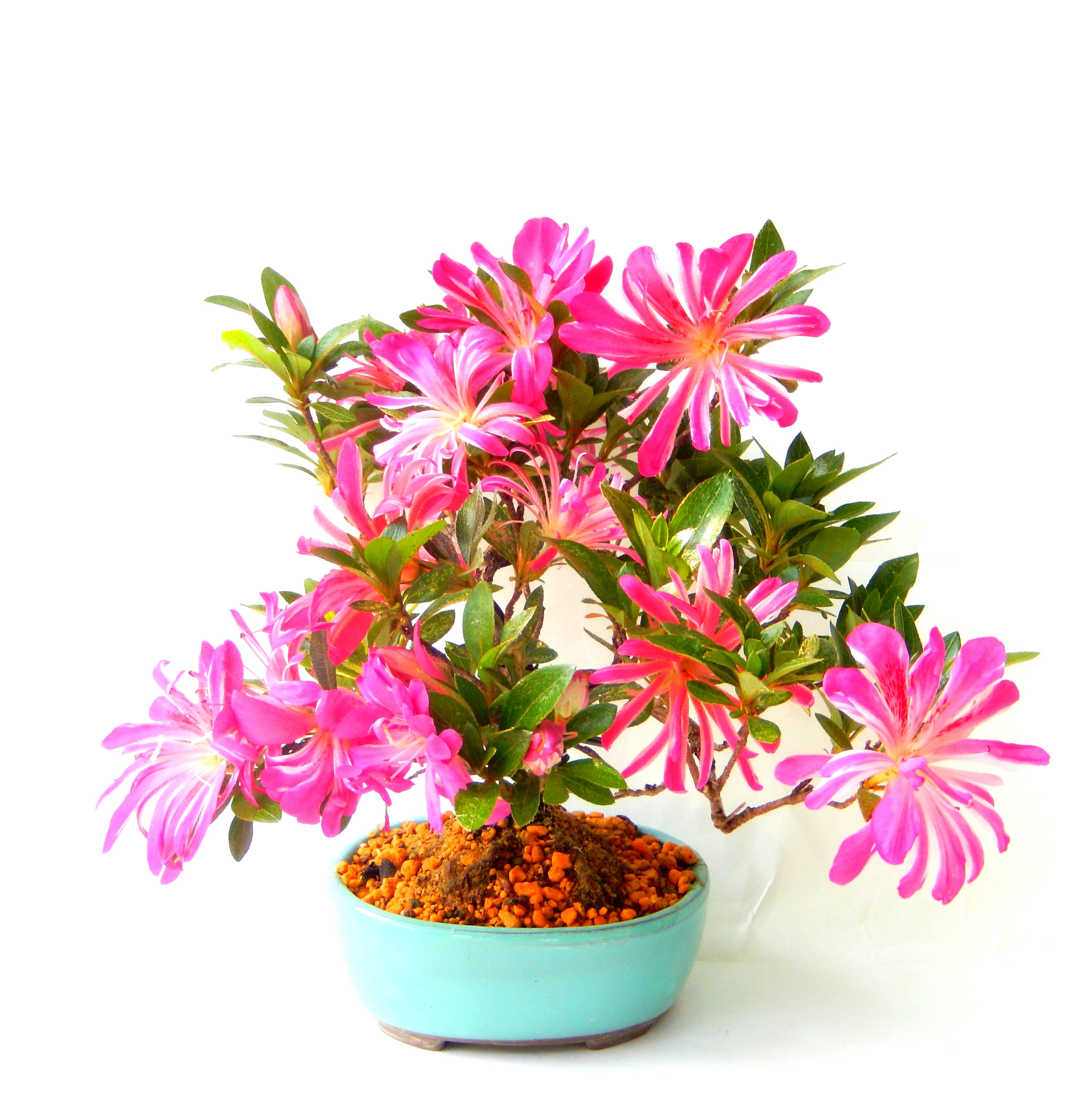 サツキ 皐月盆栽 鹿沼 花木 栃木｜東京盆栽 a-masa-103satuki2013hana