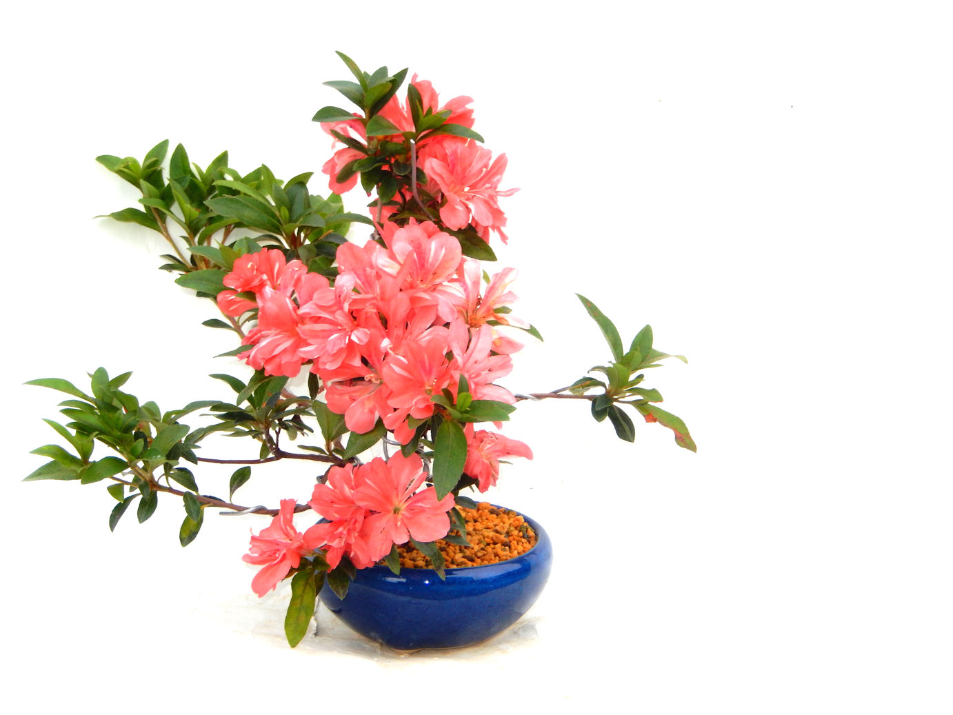 さつき盆栽特集｜東京盆栽｜a-masa-103satuki2023bonsai