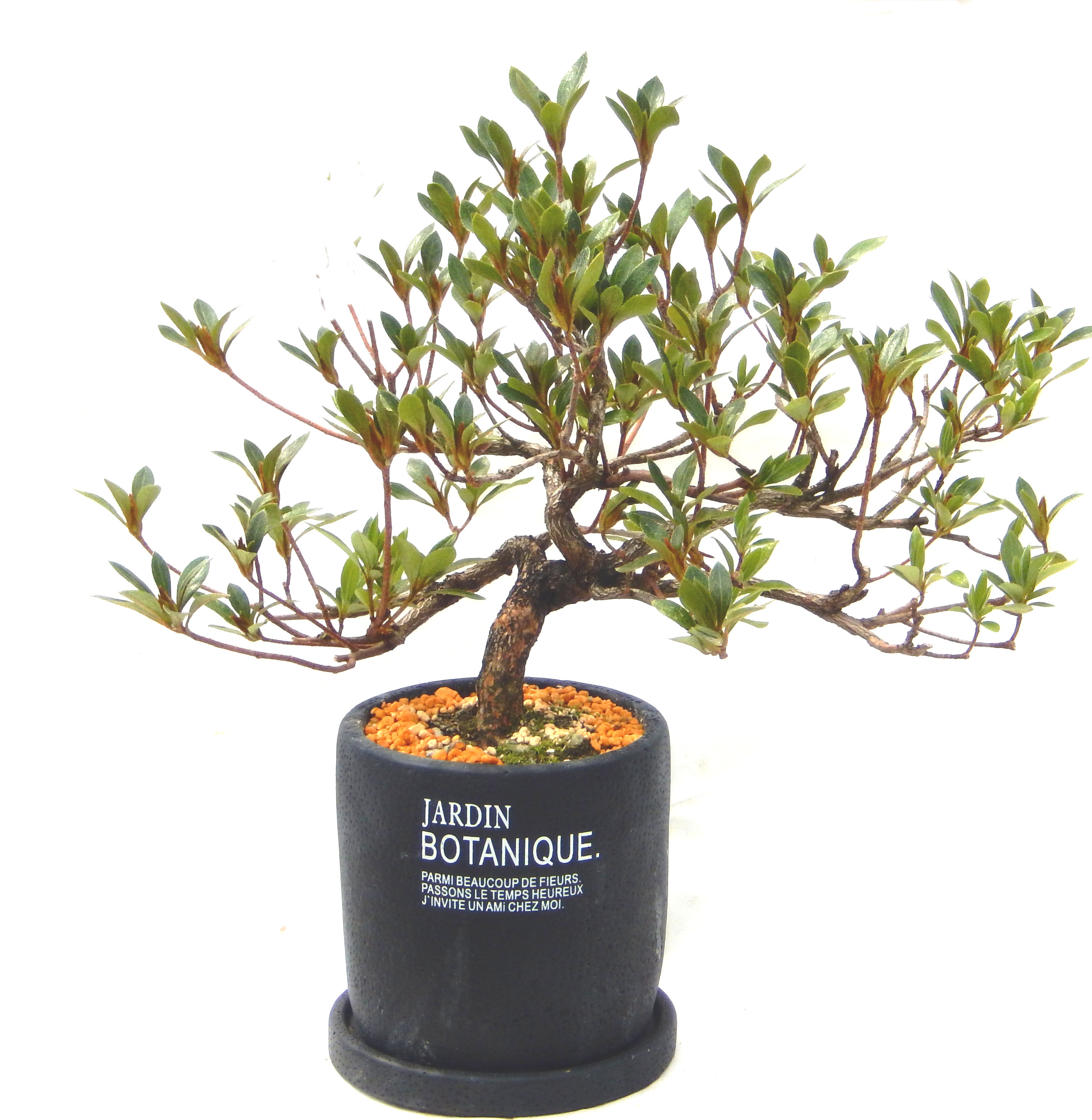 Ysh_sugawara69】皐月（赤サツキ）盆栽 CS001 皐月（赤サツキ）盆栽