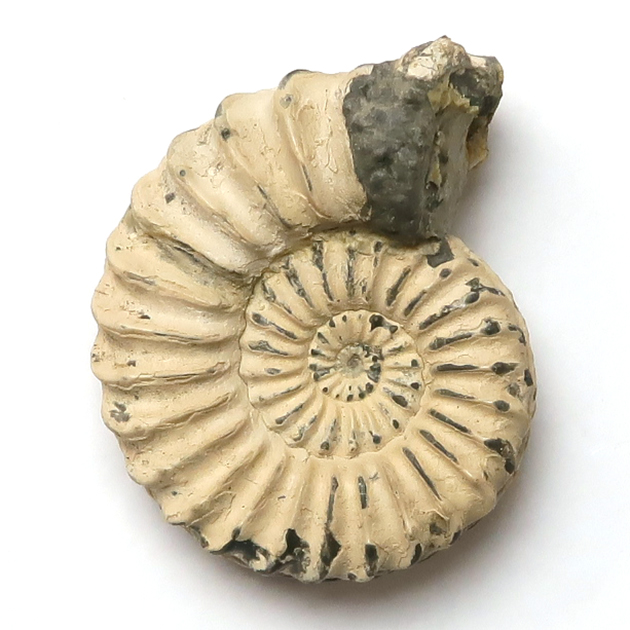 アンモナイト（Pleuroceras）｜化石販売・鉱物販売の東京サイエンス