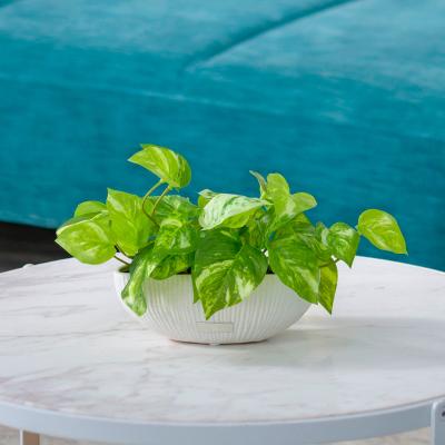 EMILIO ROBBA（エミリオ・ロバ） | グリーン（観葉植物） | リビング