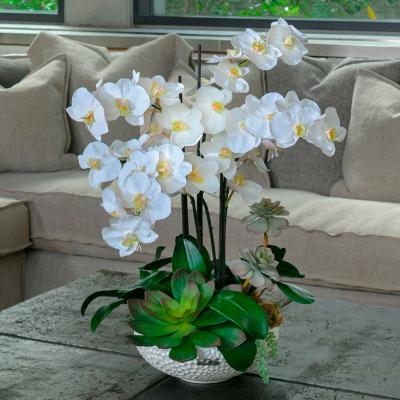 EMILIO ROBBA（エミリオ・ロバ） | ファレノプシス（胡蝶蘭