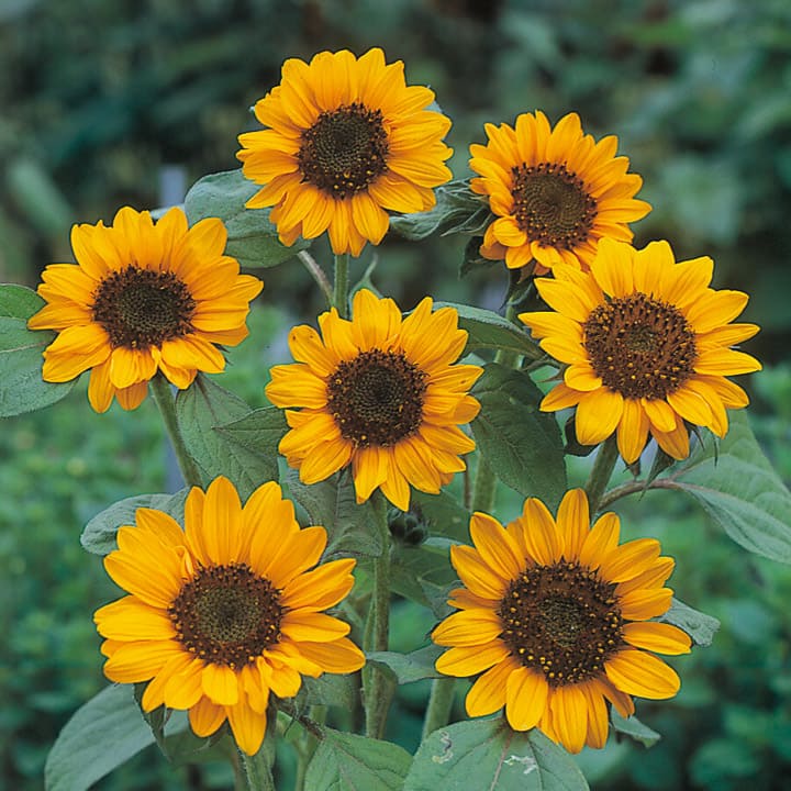 その他ひまわり ｜ 品種カタログ ｜ 調べる ｜ タキイ種苗株式会社